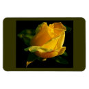 Suche nach single rose magnete Für sie