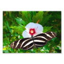 Suche nach bestäubung poster Blume