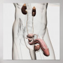 Recherche de reproducteur posters Illustration