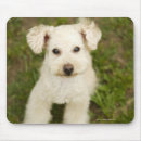 Recherche de caniche tapis souris Dehors