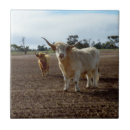 Recherche de bétail carreaux Vaches