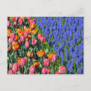 Recherche de muscari cartes postales Tulipes