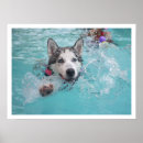 Suche nach sibirien poster Sibirischer husky