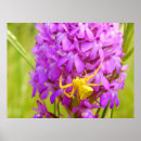 Recherche de araignées posters Nature