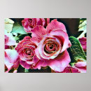 Suche nach rose poster Rosa rosen