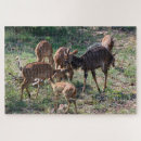 Suche nach antilopen puzzle Afrika
