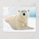 Recherche de sangliers cartes postales Animal