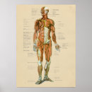 Suche nach menschlicher muskel poster Vintag