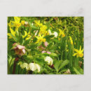 Suche nach fötus postkarten Narzissen