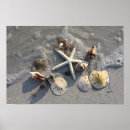 Suche nach sanddollar poster Florida