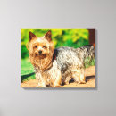 Suche nach yorkshire terrier leinwandbilder Hund