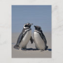 Recherche de magellan cartes postales Animal