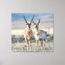 Suche nach buckel leinwandbilder Grenze danita