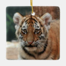 Recherche de tigres ornements Chat