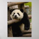 Suche nach shaanxi poster Tier