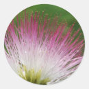 Recherche de mimosa autocollants Floral