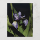 Recherche de iris bleu cartes postales Violet