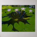 Suche nach wintergarten poster Teich