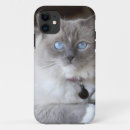 Suche nach ragdoll katzen iphone hüllen Süß