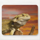 Suche nach bärtigen mousepads Kaltblütig