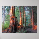 Suche nach bellingham poster Pazifischer nordwesten