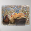 Suche nach funny chicken poster Hühner