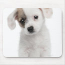 Recherche de croisement tapis souris Nature