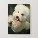 Recherche de caniche badges Mignon