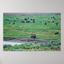 Suche nach bison poster Nationalpark