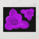 Recherche de fleurs de crocus cartes postales Photographie