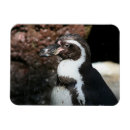 Recherche de de pingouin magnets Animal