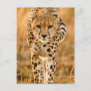 Suche nach acinonyx jubatus postkarten Tag