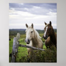 Suche nach zwei pferde poster Natur