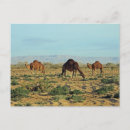 Recherche de camel cartes postales Faune