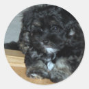 Suche nach havaneser aufkleber Hund