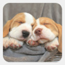 Recherche de dog labels Beagle