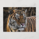 Suche nach sleek poster Katzen