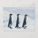 Suche nach penguins postkarten Tierwelt
