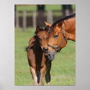Suche nach cuddling poster Foal