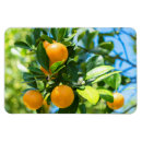 Suche nach zitrusfrucht magnete Blüten