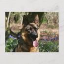 Suche nach deutscher schaferhund postkarten Foto