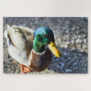 Recherche de mâle puzzles Oiseau