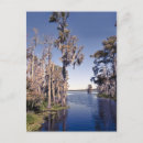 Recherche de cypress tree cartes postales Arbre