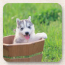 Recherche de marionnette dessous de verres Chiot