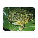 Suche nach lustige frösche magnete Tier