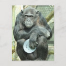 Recherche de chimpanzee cartes postales Zoo