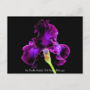 Recherche de salutation pourpre de fleur Iris