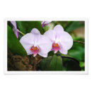 Suche nach dutzend poster Blume
