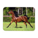 Suche nach arabisches pferd magnete Laufen