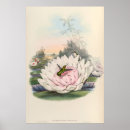 Suche nach vintage biologie poster Botanisch